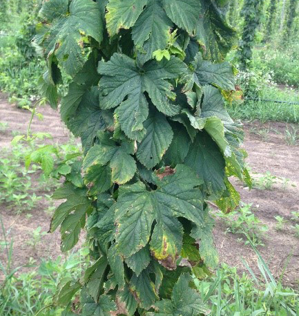 Potato leafhopper damage